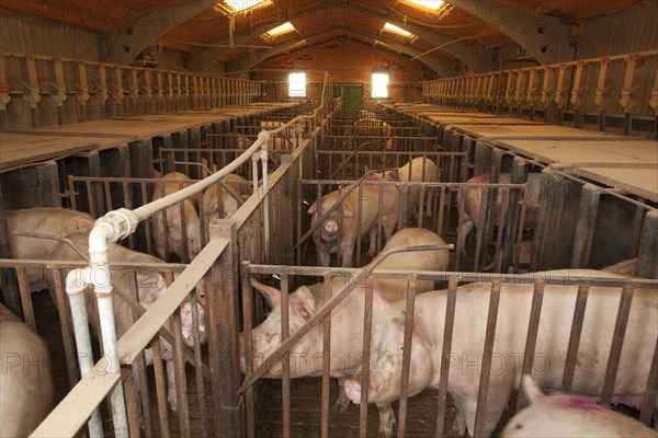 Pig farming