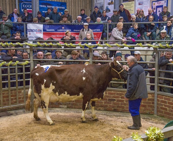 Livestock market