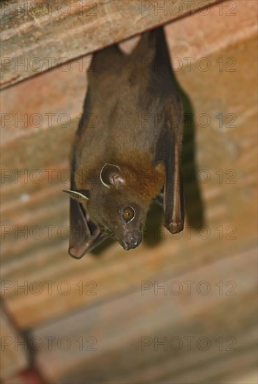 Greater Short-nosed Fruit Bat