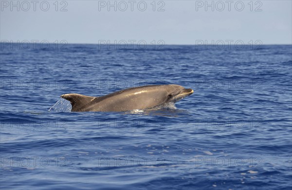 Common Bottlenose Dolphin