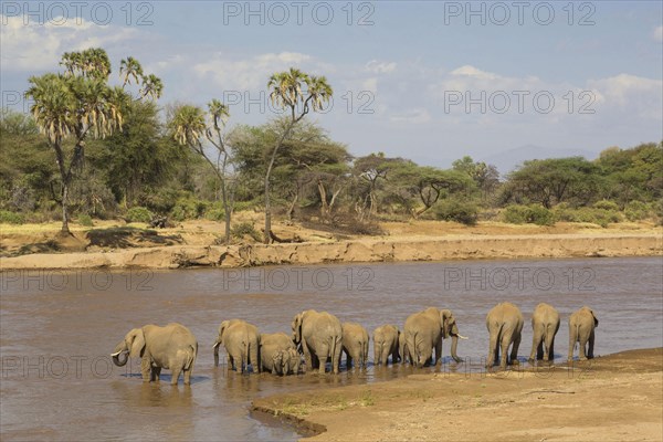 African elephant