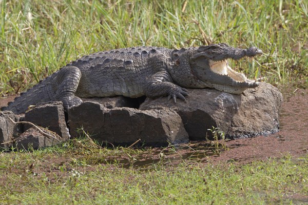 Mugger crocodile