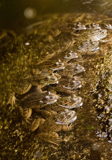 Adult lowland leopard frog