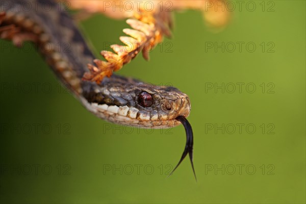 European Adder