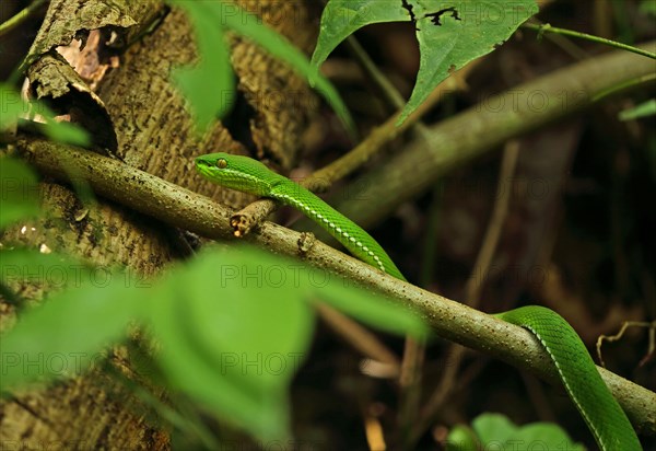 White-lipped island pit vipers