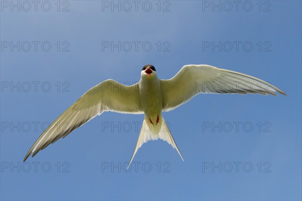 Arctic terns