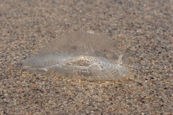 Velella