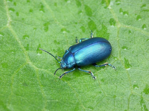 Leaf Beetle