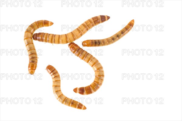 Yellow Mealworm