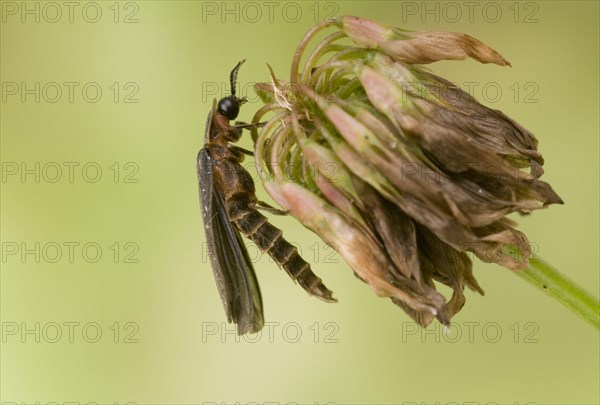 Common Glow-worm