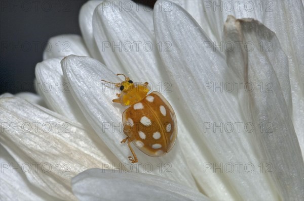 Orange orange ladybird