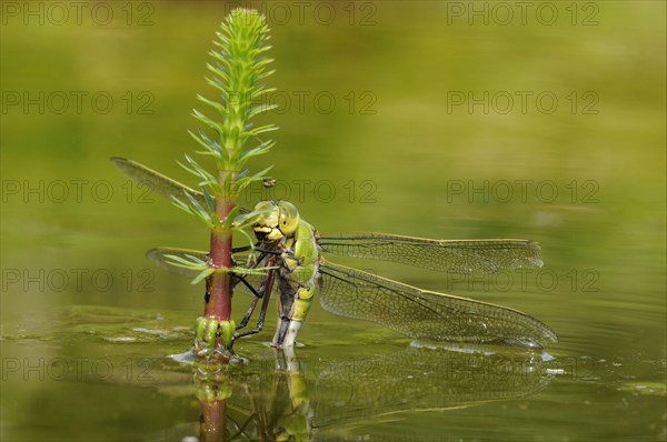 Emperor dragonfly