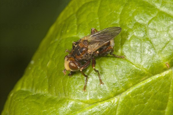 Common Broad-headed Blowfly