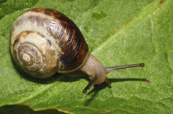 Kentish snail