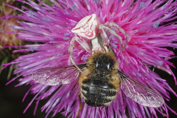 Crab Spider