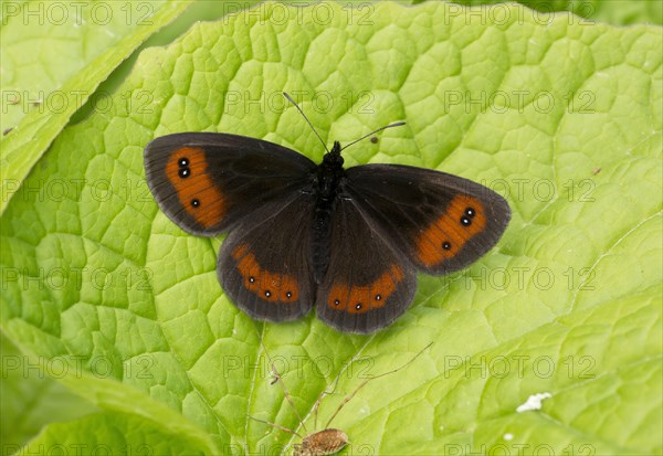 Scotch Argus