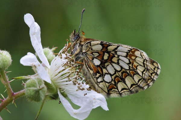 Heath Fritillary