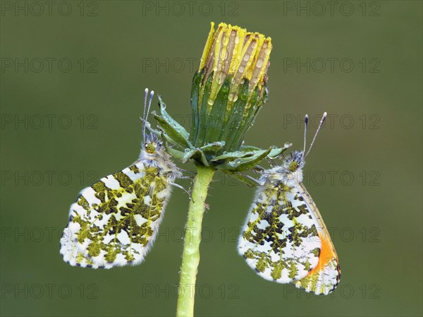 Orange tip