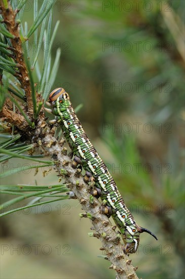 Pine hawk moth