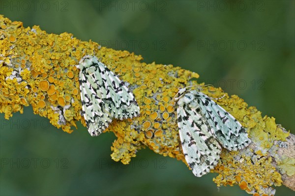 Scarce merveille du jour