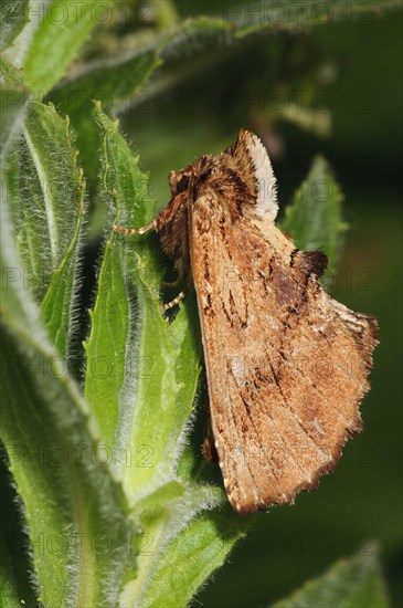 Coxcomb prominent