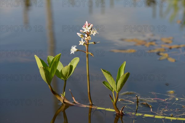 Bogbean