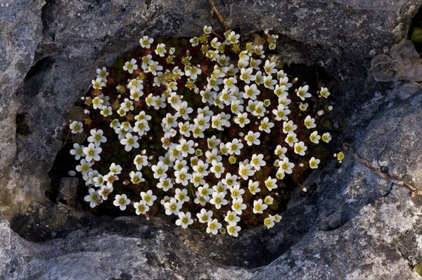 Irish Saxifrage