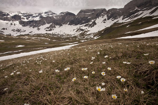 Pyrenean Buttercup