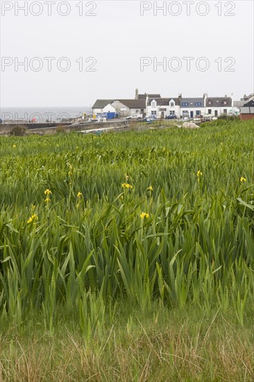 Yellow Iris