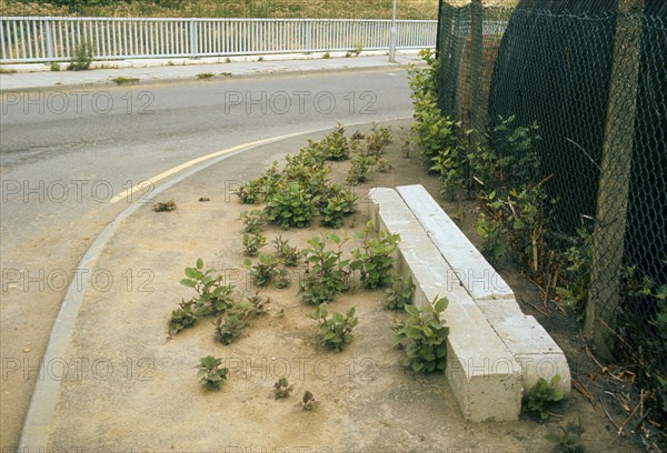 Japanese Knotweed