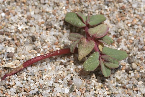 Purple Spurge