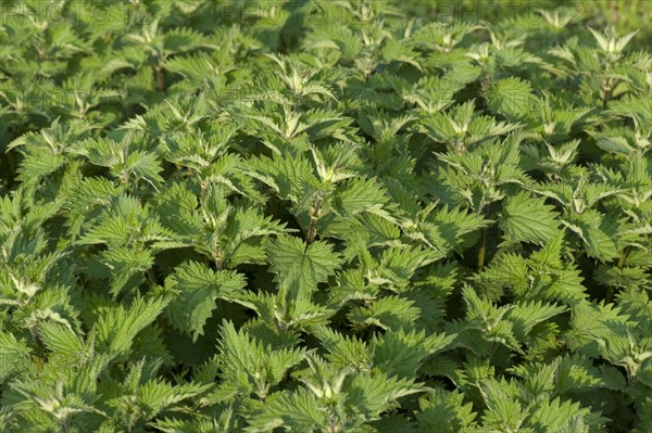 Stinging nettle