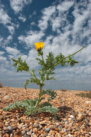 Yellow-horned Poppy