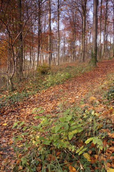 Common Beech