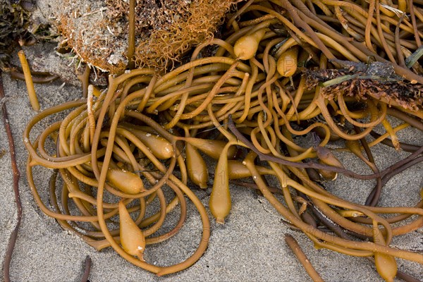 Giant kelp