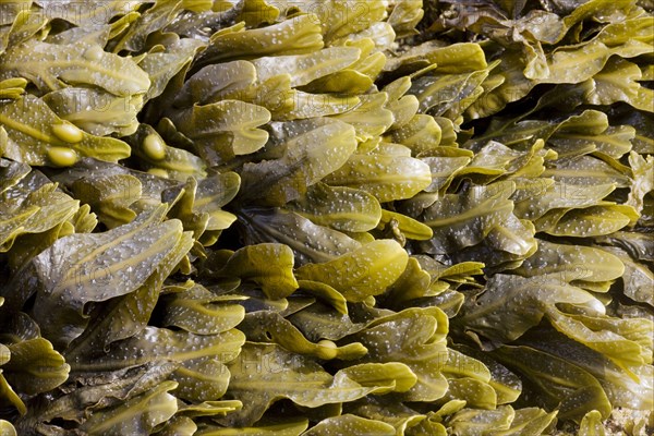 Bladder wrack