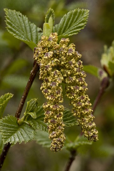 Green Alder