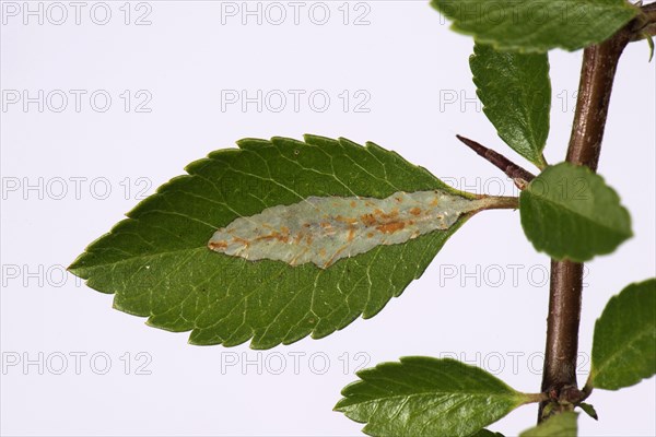 Leaf miner