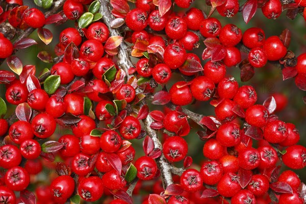 Rockspray cotoneaster