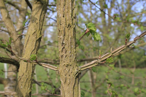 Field maple