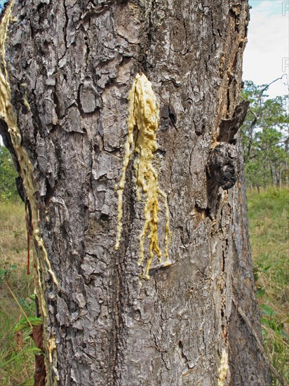 Hairy-leaved resin tree