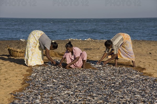 Catching fish spread out to dry in the sun