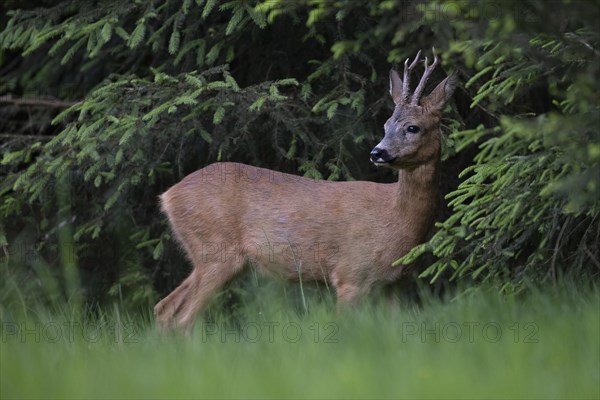 European roe deer