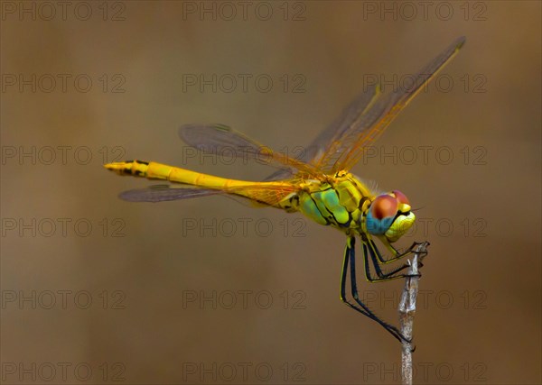 (Sympetrum fonscolombii)