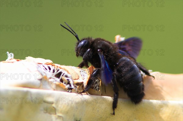 (Xylocopa violacea)