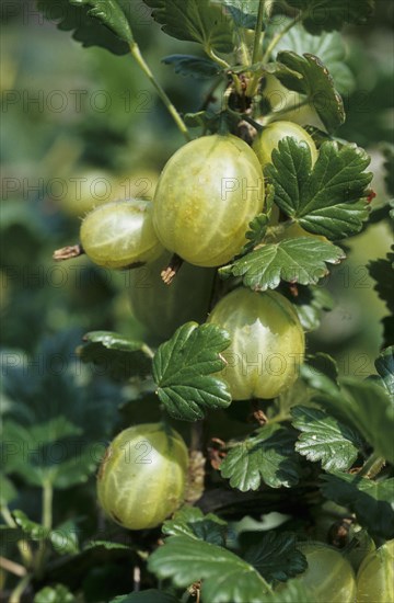 Gooseberry