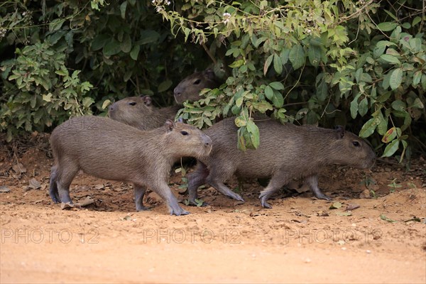 Capybara