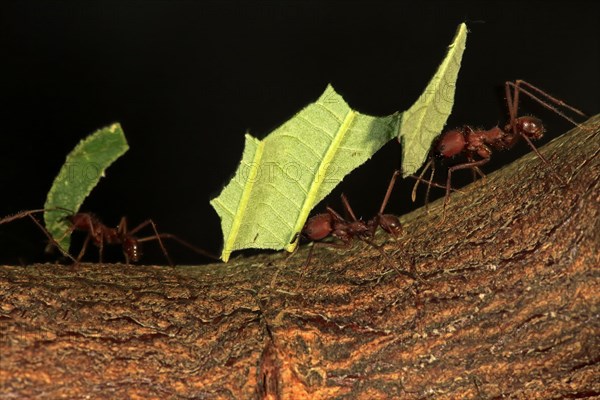 Leafcutter ant