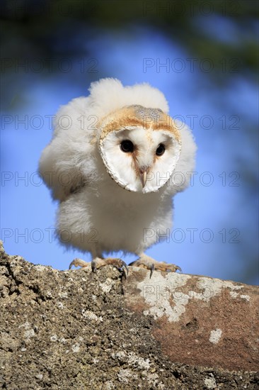 Barn Owl