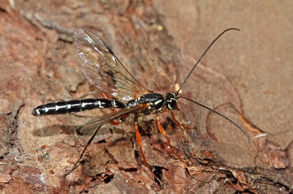 Wood wasp